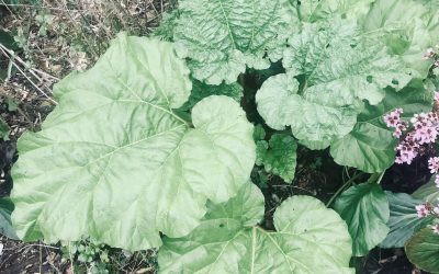 Rhubarb