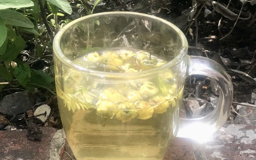 A drink for sore eyes: chrysanthemum tea